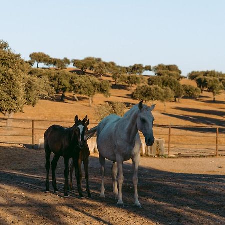 Herdade Da Caniceira Ervedal Bagian luar foto